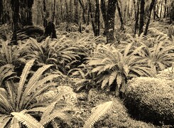 Sepia
