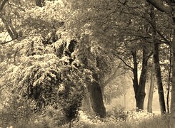 Szary + Sepia