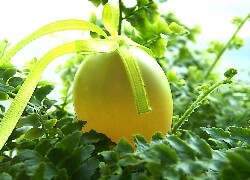 Oryginalny obrazek