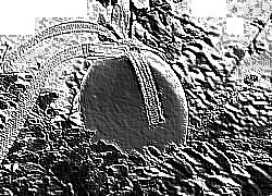 Skamielina