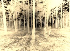 Sepia + Negatyw
