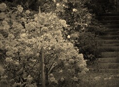 Szary + Sepia