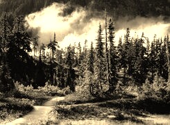 Szary + Sepia