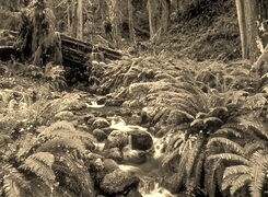 Szary + Sepia