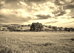 Szary + Sepia