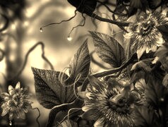 Szary + Sepia