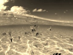 Szary + Sepia