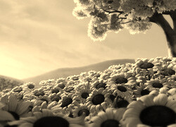 Szary + Sepia