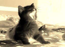 Sepia + Negatyw