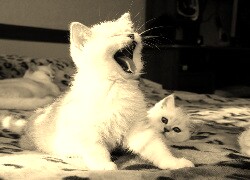 Szary + Sepia