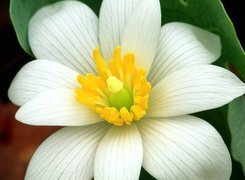 Oryginalny obrazek