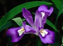 Oryginalny obrazek