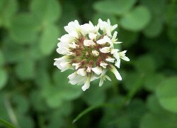 Oryginalny obrazek