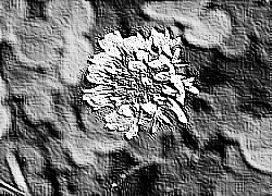 Skamielina