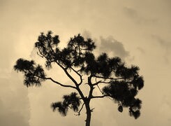 Sepia