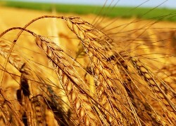 Oryginalny obrazek