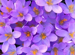 Oryginalny obrazek