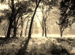 Szary + Sepia