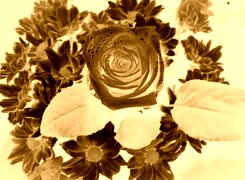 Sepia + Negatyw