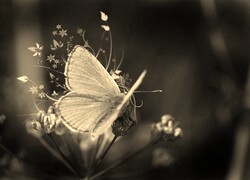 Szary + Sepia