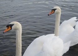 Oryginalny obrazek
