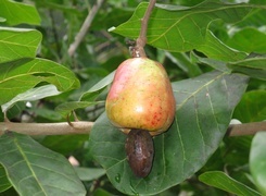 Oryginalny obrazek