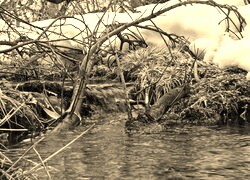 Sepia