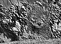 Skamielina