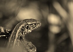Szary + Sepia