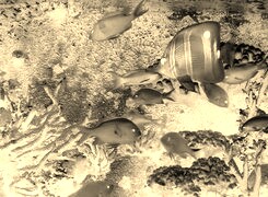 Sepia + Negatyw