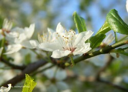 Oryginalny obrazek