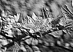 Skamielina