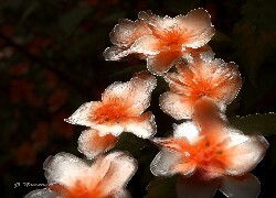 Oryginalny obrazek