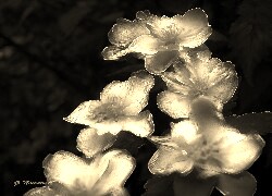 Szary + Sepia