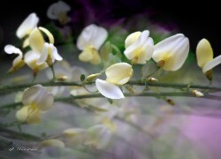 Oryginalny obrazek