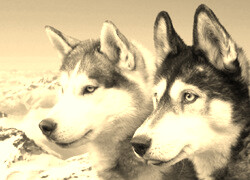 Szary + Sepia