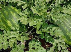 Oryginalny obrazek