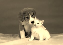 Szary + Sepia
