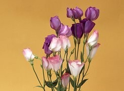 Oryginalny obrazek