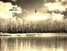 Szary + Sepia