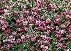 Oryginalny obrazek