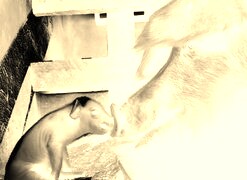 Sepia + Negatyw