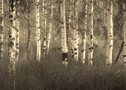 Szary + Sepia