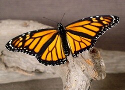 Oryginalny obrazek