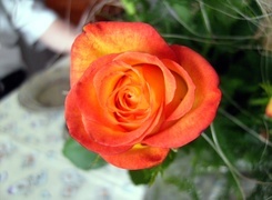 Oryginalny obrazek