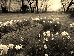Szary + Sepia