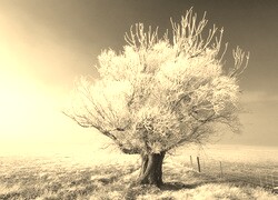 Szary + Sepia