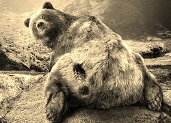 Szary + Sepia