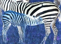 Negatyw