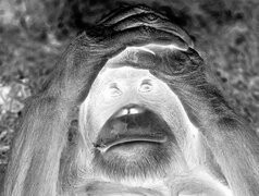 Szary + Negatyw